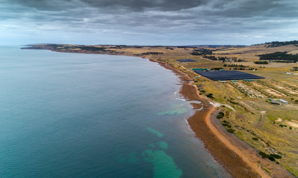Thumbnail for Senior scientists at odds over “threat” to KI abalone farm