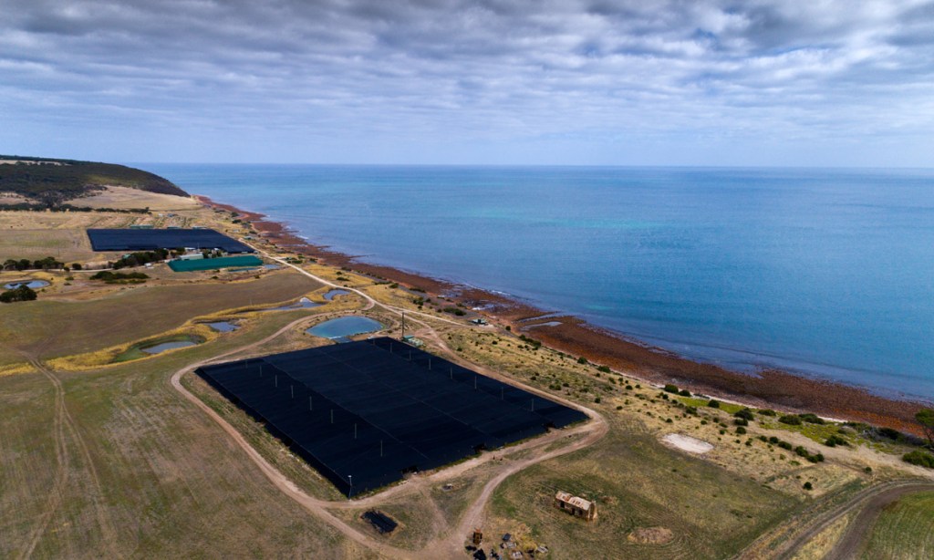 Thumbnail for Expert report warns of “overwhelming threat” to KI abalone farm