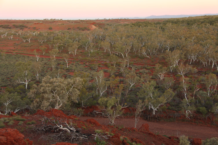 Thumbnail for Adelaide researchers help discover the world’s “lost” forests