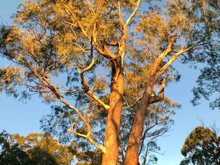 "The Golden Hour..." An Adelaide gum tree photographed by Singapore's Prime Minister Lee Hsien Loong.