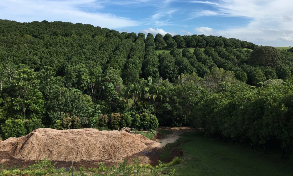 A macadamia orchard at Brookfarm near Byron Bay. Photo: AAP