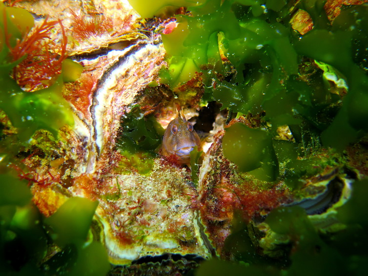 Thumbnail for Restored SA reef seeks to turn the tide for oysters