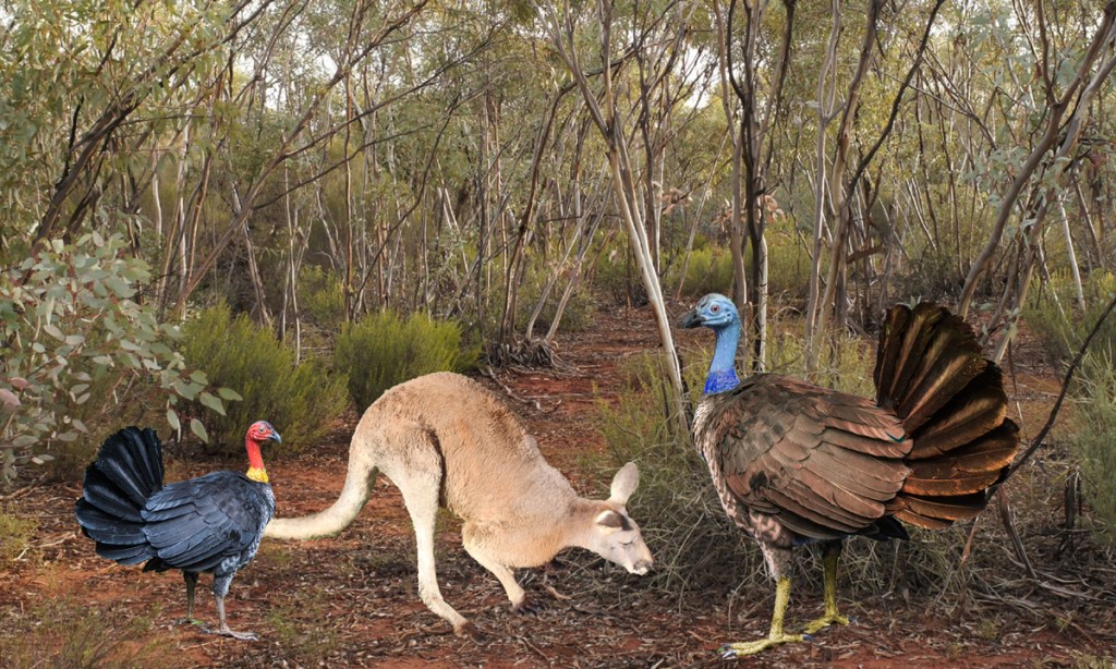 Thumbnail for Flying turkey was as tall as a kangaroo: researchers