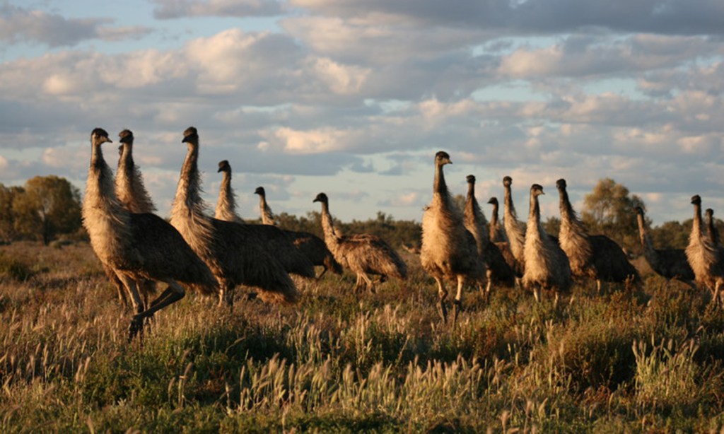 Should we add emus to our diet? Photo: Jillian Garvey