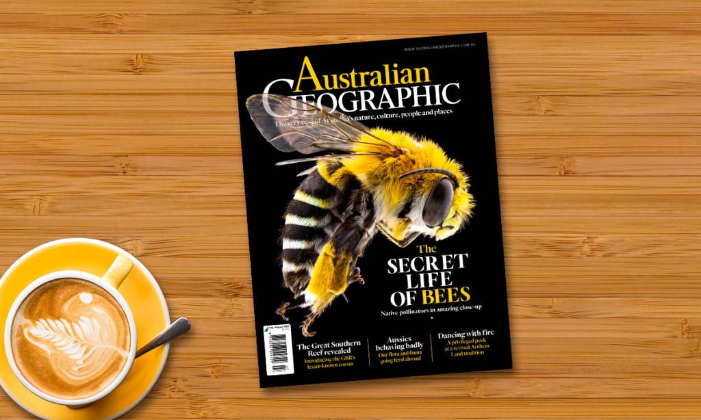 Thumbnail for Native bees fascinate nature photographer