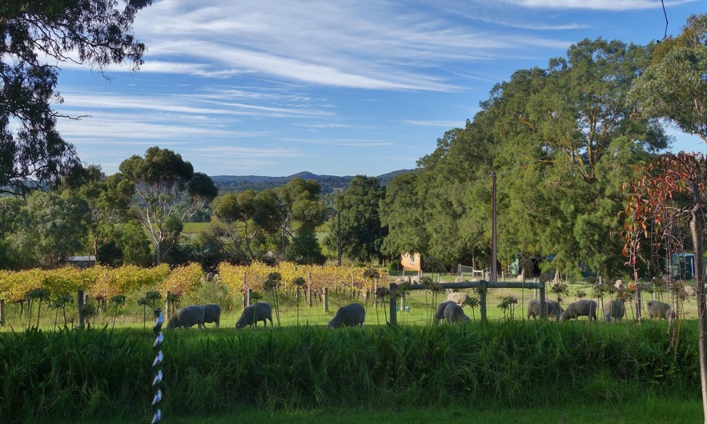 Instead of spraying poison, sheep go into the Ironheart Vineyard as soon as the grapes are harvested. Photo: Philip White