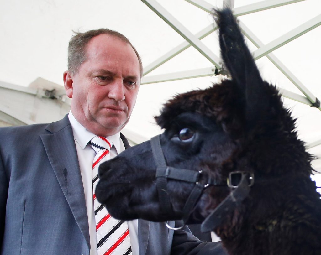 Barnaby Joyce: not alert but alarmed. And a llama. Photo: Daniel Munoz / AAP
