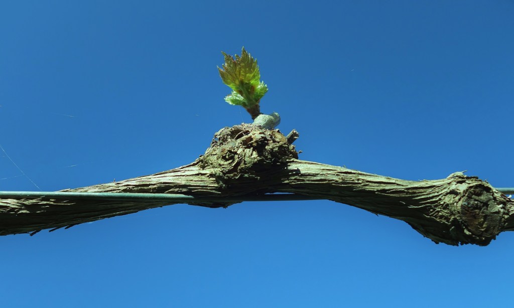 Budburst is looming. Photo: Philip White
