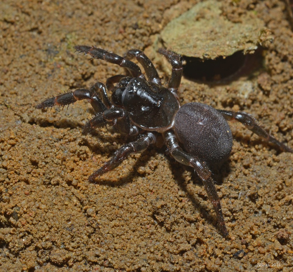 A female Moggridgea spider at American River on Kangaroo Island. Photo: Nick Birks