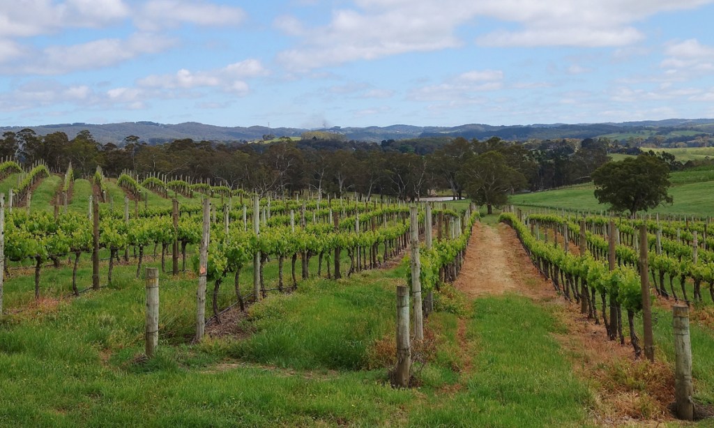 Vineyards near Oakbank. Photo: Philip White