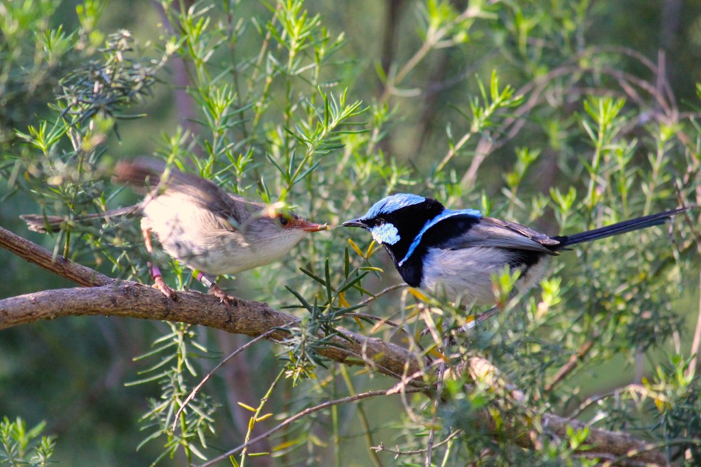 Female and male superb fairy-wrens. Photo courtesy Sonia Kleindorfer.