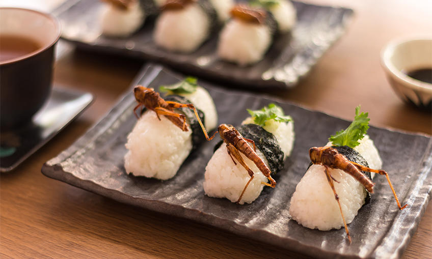 Future Food event Are You Bug Curious? will be at the Open State Dome in Victoria Square on October 2.