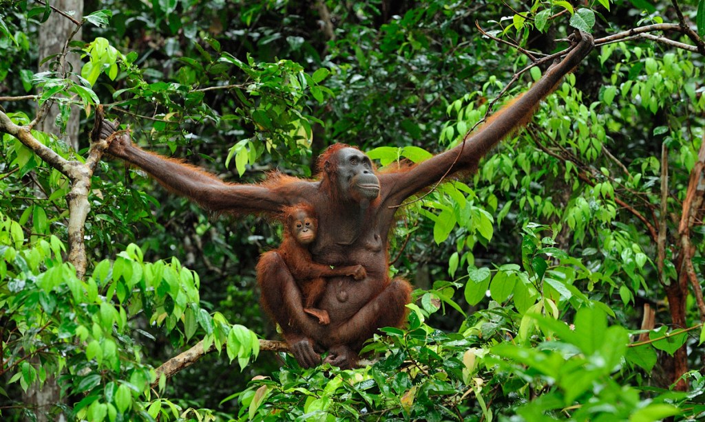 In  the past, tour guides could confidently promise an orangutan sighting. Photo: Mary Evans Picture Library