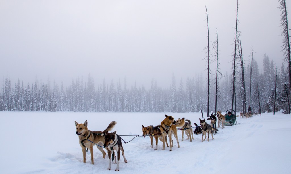 Thumbnail for Dog sledding through the Canadian countryside