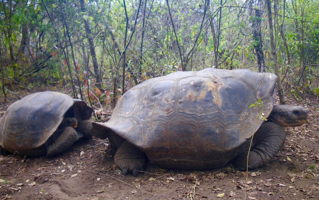 Caption – In 2008 researchers found tortoises with the distinctive saddleback shells such as the adult tortoise, right, on Isabela Island in the Galápagos. Photo: Luciano Beheregaray, Flinders University.