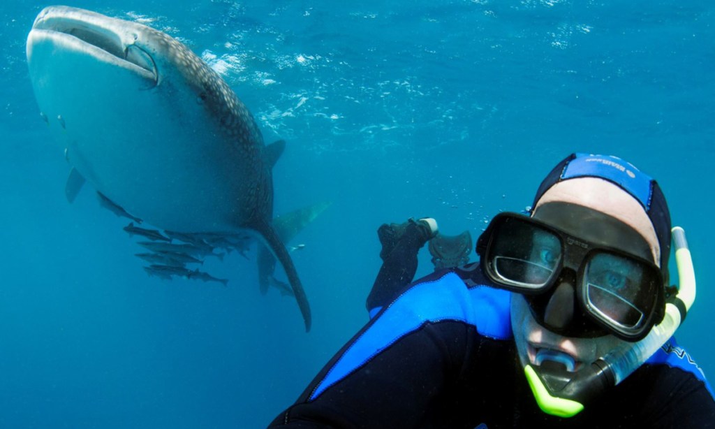 Thumbnail for Tourists spend up big to swim with sharks