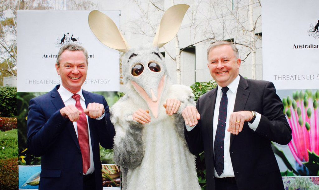 Christopher Pyne poses with Labor's Anthony Albanese and a giant bilby for National Threatened Species Day - but is he a endangered species himself? Photo: Twitter