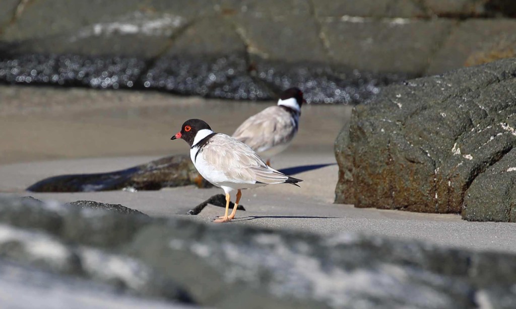 Thumbnail for Hooded plover habitats grow along Fleurieu Peninsula
