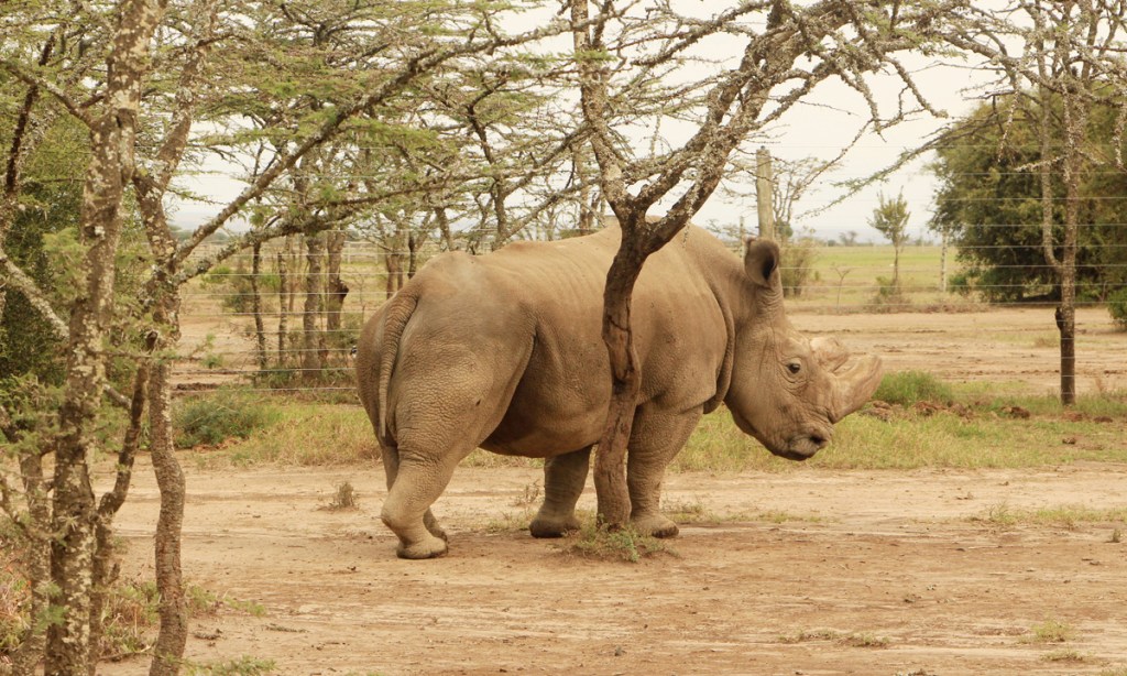 Thumbnail for Meet the world’s precious animals in Kenya