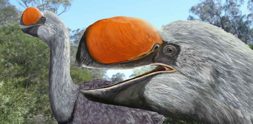 A pair of Dromornis planei, an extinct mihirung bird from Australia, weighed a massive 300 kilograms. Image: Brian Choo