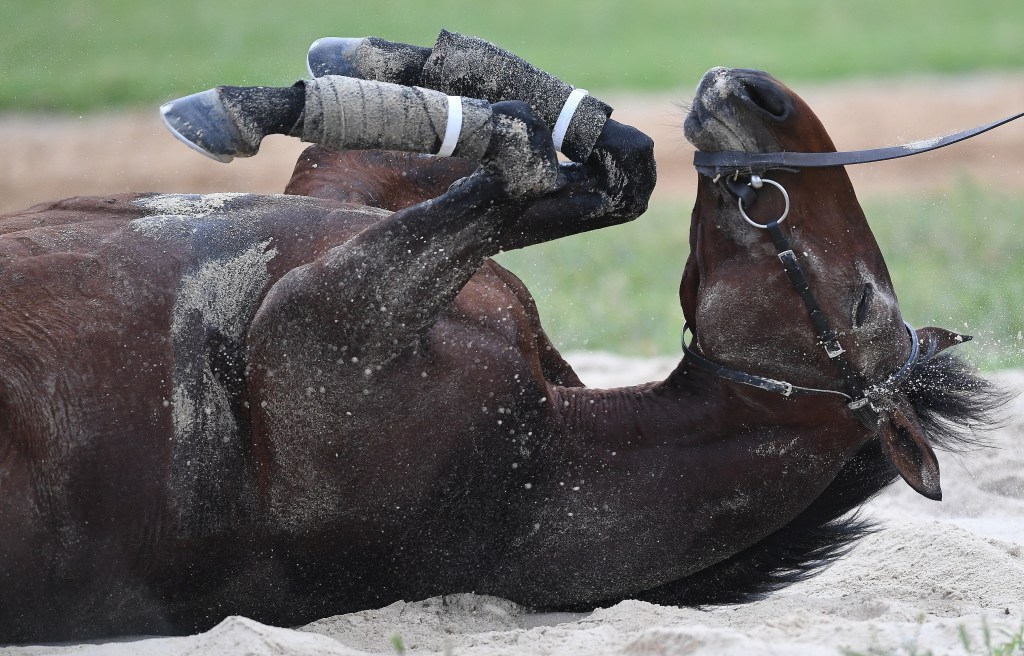 Thumbnail for The race that stops a nation – but should it?