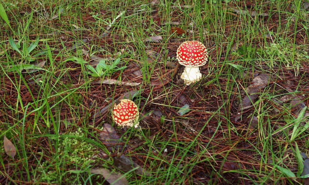 The fly agaric is a hallucinogen and classified as poisonous. Photo: Philip White
