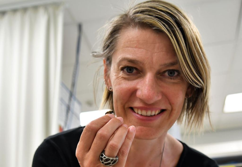 Associate Professor Karin Nordström with a female hoverfly in her Flinders laborabory.