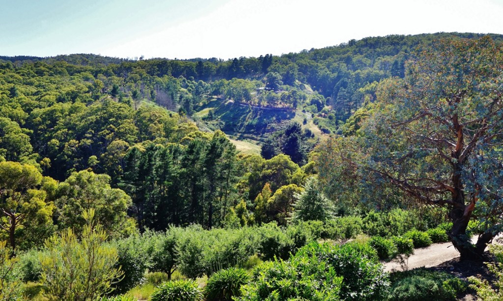The view from Basket Range winery. Photo: Philip White
