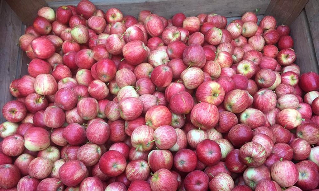 Fresh cider apples. Photo: Lobo social media