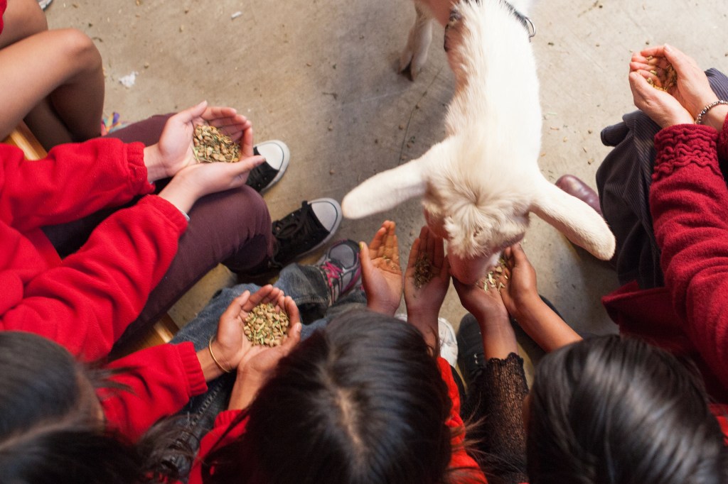 Thumbnail for Animals help refugee and other children build empathy, fight loneliness