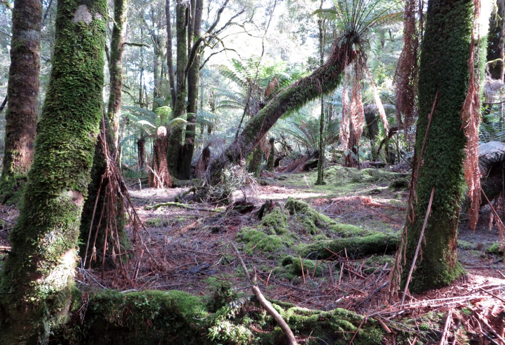 Thumbnail for Lose yourself in Tasmania’s Tarkine rainforest