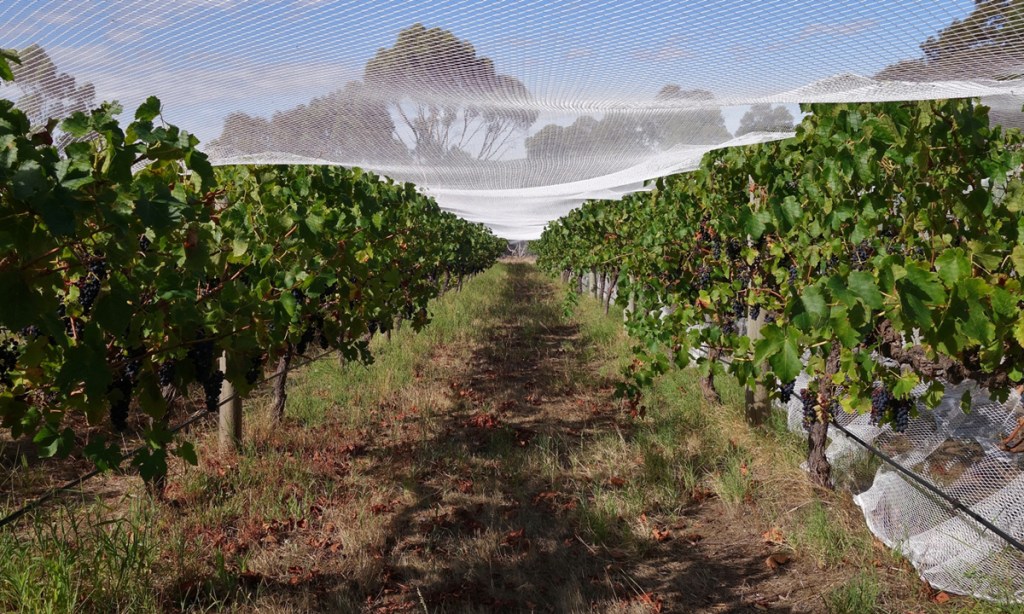 Ironheart Shiraz - safe and sound and ripening, under the net. Photo: Philip White