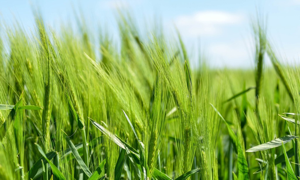 Thumbnail for Barley barney escalates after China blocks Australian exporter