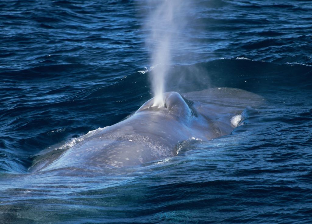 Thumbnail for Gene pool test on migrating blue whale population