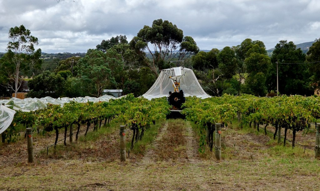 Thumbnail for 2018 Shiraz is on … with a $50m sweetener