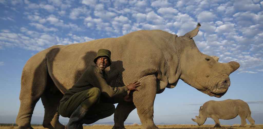 One of the last two surviving female northern white rhinos. EPA/AAP