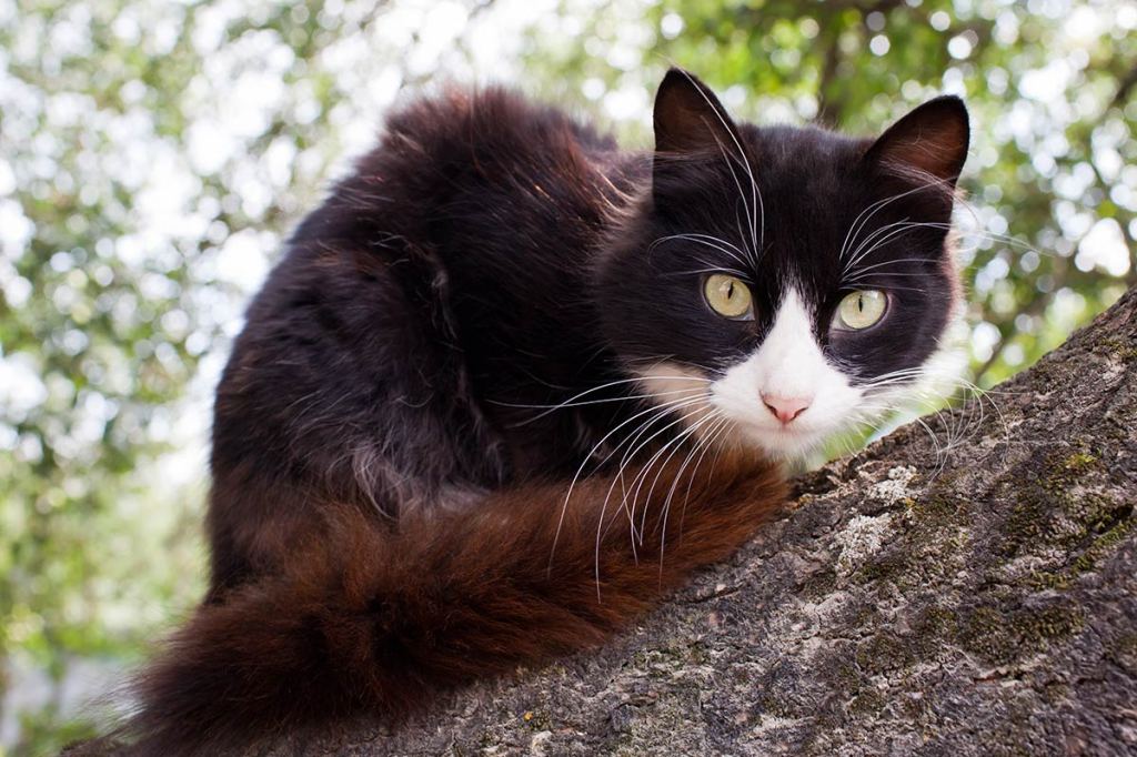 Thumbnail for Dashing tales of Trim, a famous seafaring cat