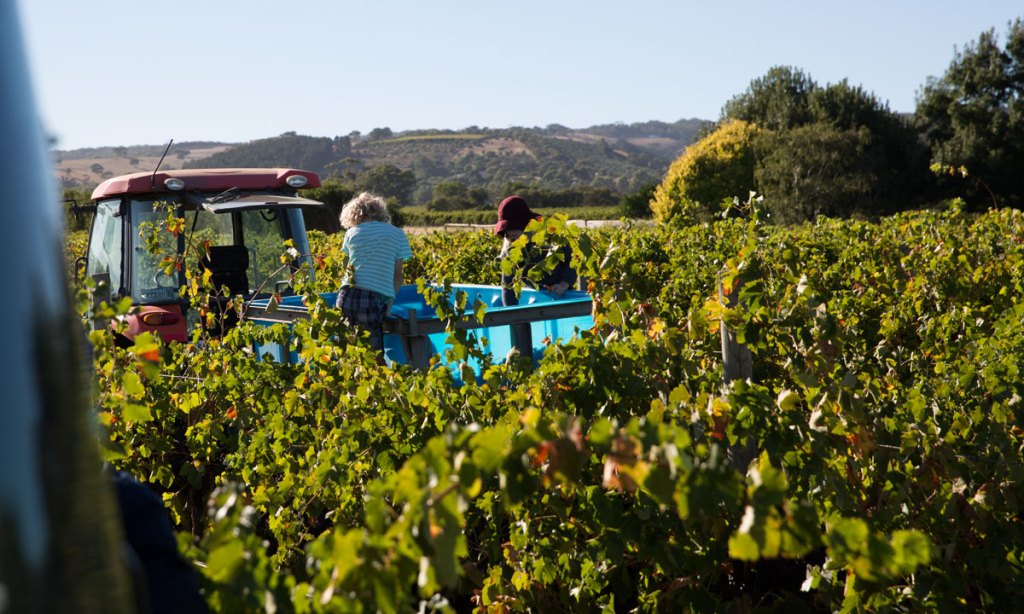 The Homeless Grapes Project has raised thousands of dollars to help those experiencing homelessness.