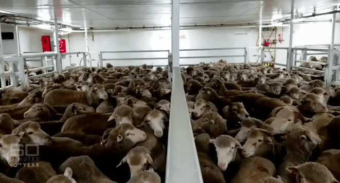Thumbnail for SA RSPCA joins calls for ban on live sheep exports