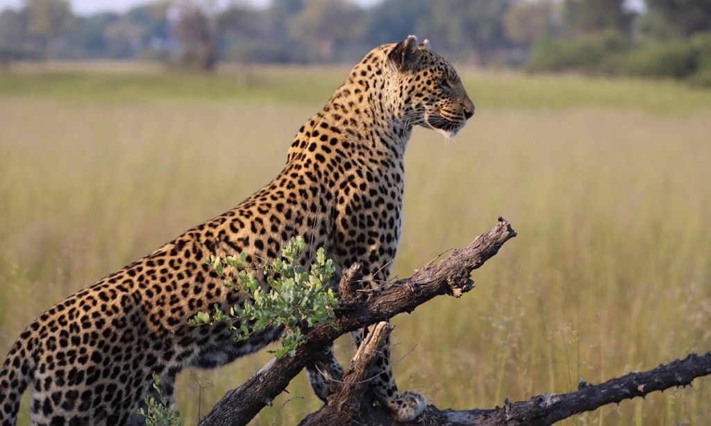 A female leopard stalks antelope in Botswana's Okavango Delta. Photo: Christine Flatley / AAP