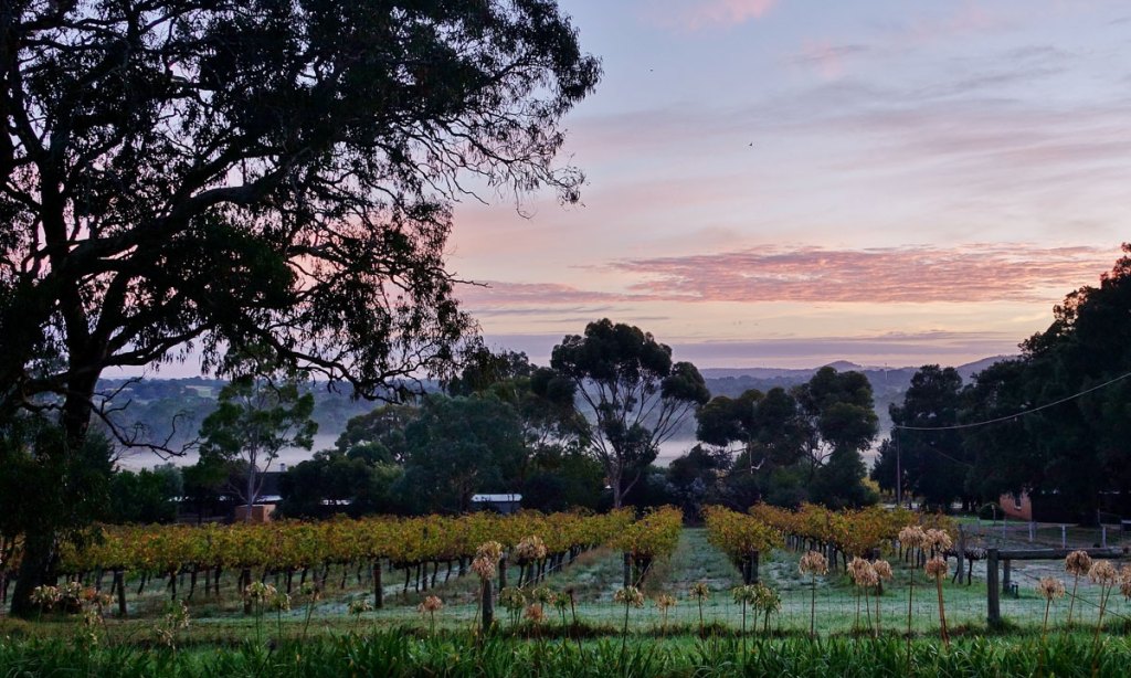 ANZAC Day: first frost of the year on the Ironheart Vineyard at  Yangarra, McLaren Vale. Photo: Philip White