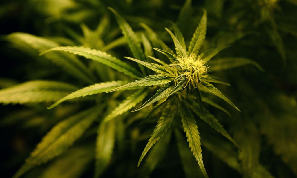 Thumbnail for The time is high for cannabis drinks