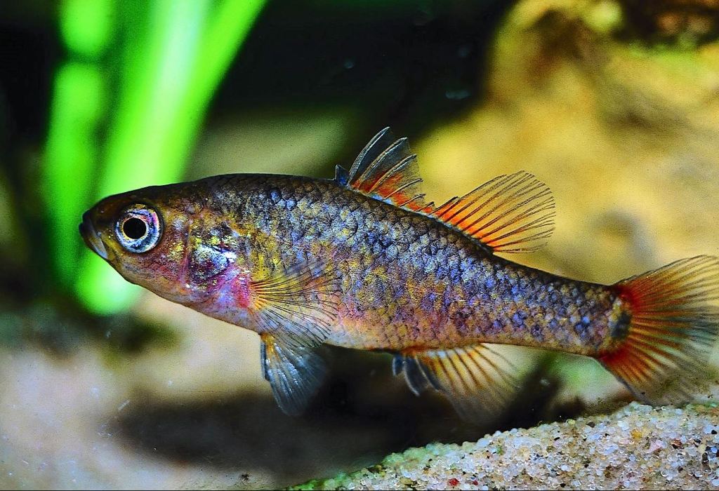 A male southern pygmy perch (Nannoperca australis). Photo: Michael Hammer