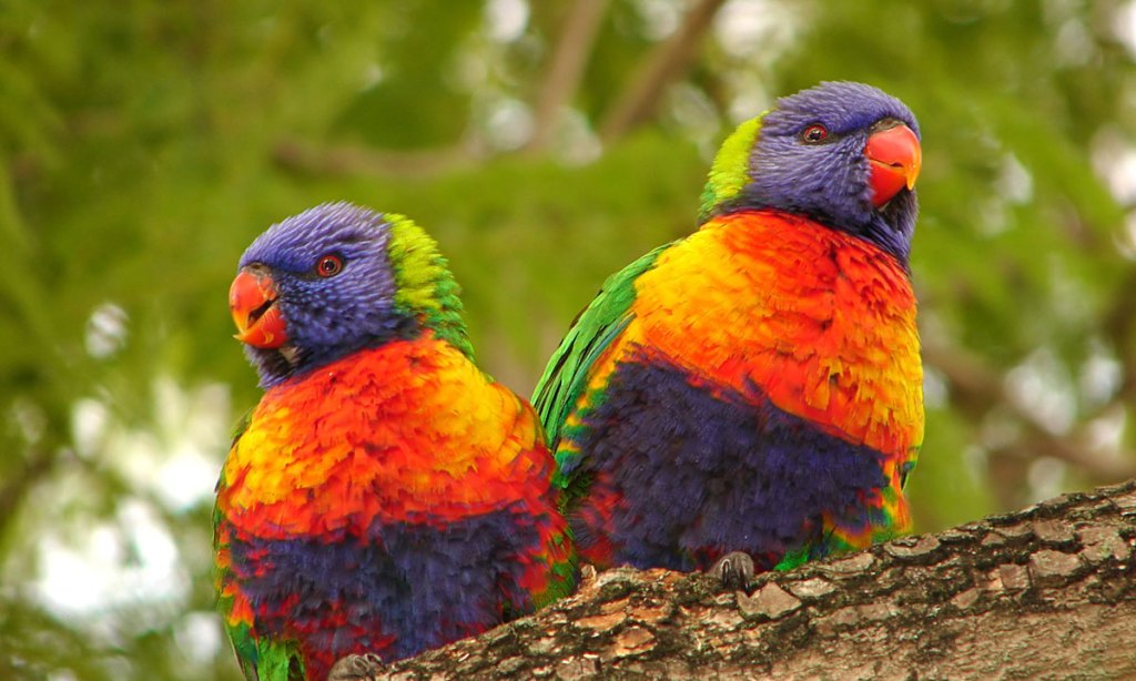 Thumbnail for Join the count of SA’s urban birds