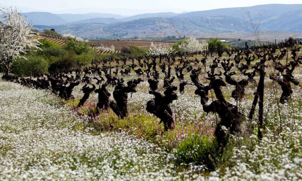 Bush vines in Bierzo, Spain.