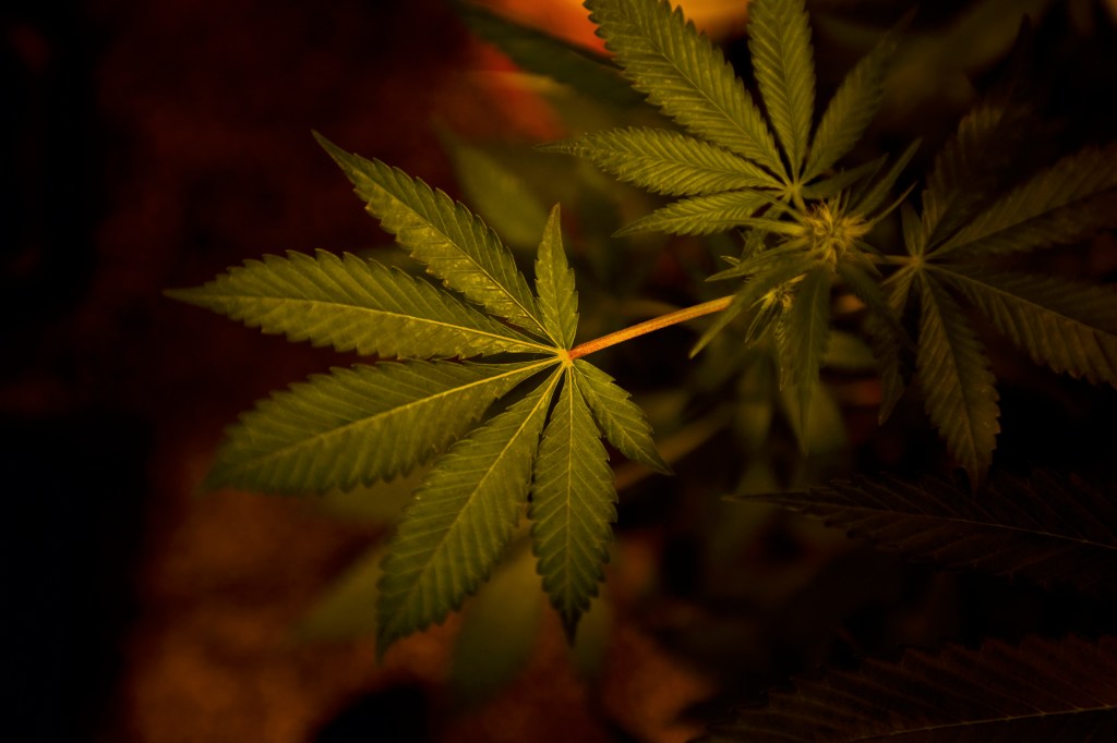 Thumbnail for Australian lawmakers out of touch with the public on cannabis