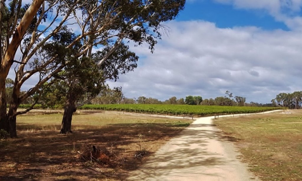 The Mérite Wines Cabernet block.