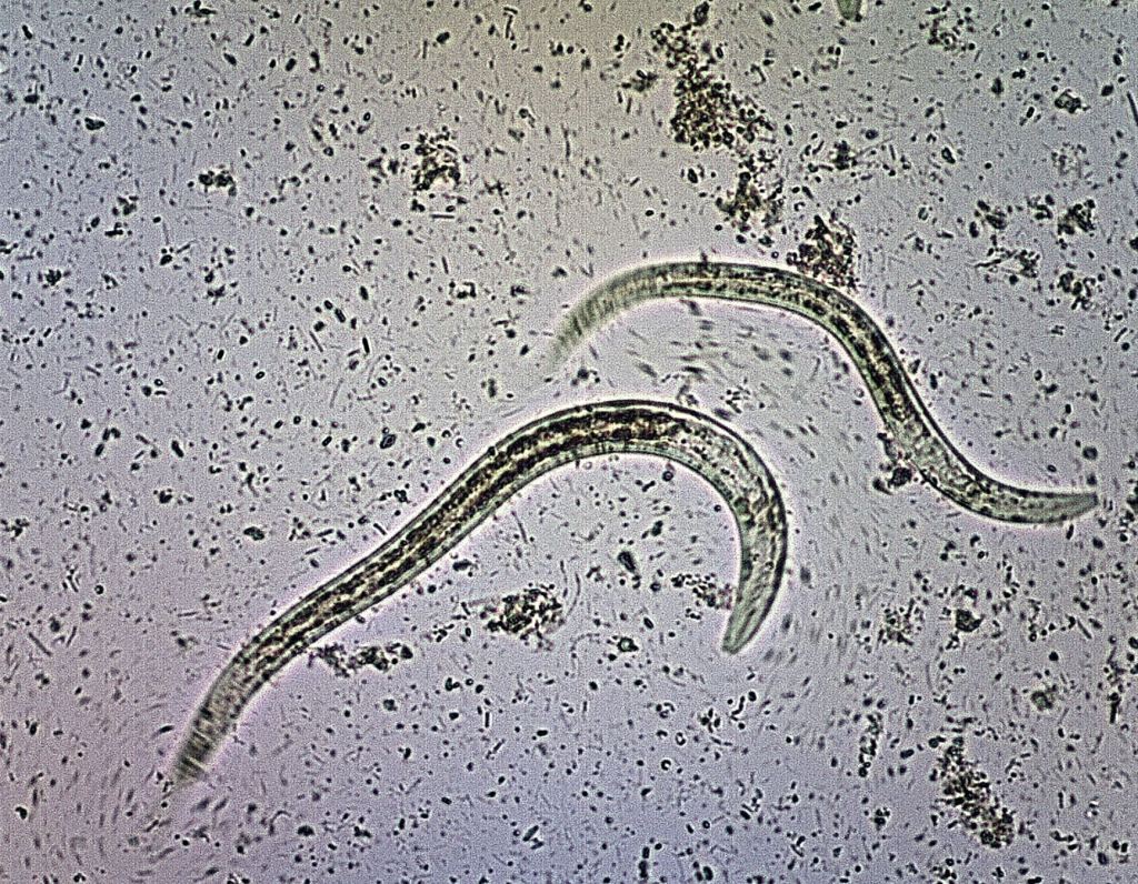 Thumbnail for Tropical disease target of national alert