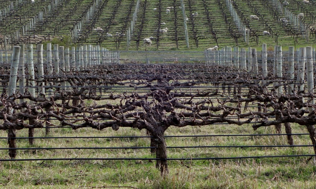 The only Roundup needed in Yangarra's Ironheart Shiraz happens to the sheep once the vines begin to sprout. Photo: Philip White