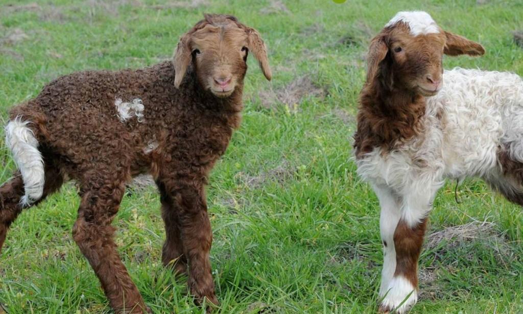 Island Pure Sheep Dairy will close. Photo: Island Pure